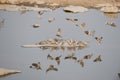 A flock of  African Mourning Doves. Royalty Free Stock Photo