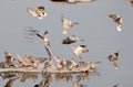 A flock of African Mourning Doves.