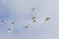 Flock of african sacred ibis birds photographed from below