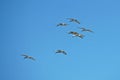 flock of african sacred ibis in flight Royalty Free Stock Photo