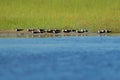 Flock of African Skimmer, Rynchops flavirostris, sitting on the ground near the river water. African tern. Beautiful black and whi Royalty Free Stock Photo