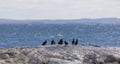 Flock of Albatrosses sit on rock at Bingi Bingi pount.NSW. Australia. Royalty Free Stock Photo