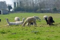 Alpacas in an English field.