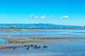 Flock of American Coot birds wading and feeding in the mud of shallow salt marsh, during low tide at Don Edwards San Francisco Bay