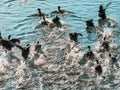 A flock of American Coot water birds flapping their wings at the surface of the water