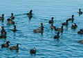 A flock of American Coot water birds at the surface of the water. Many birds on a lake in Bucharest Royalty Free Stock Photo