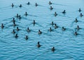 A flock of American Coot water birds at the surface of the water. Many birds on a lake in Bucharest