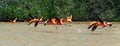 American Flamingo Airborne, Celestun, Mexico