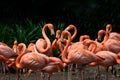 Flock of American Flamingos in a bird park