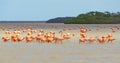 Flock of American Flamingos, Celestun, Mexico