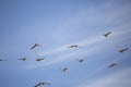 Flock of American Golden Plovers