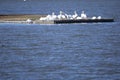 Flock of American Pelicans