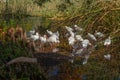 Flock of American white ibis bird (Eudocimus albus) Royalty Free Stock Photo