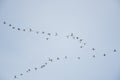 Flock of American white Ibis  birds Royalty Free Stock Photo