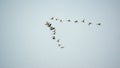 American white ibises in flight Royalty Free Stock Photo