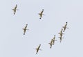 Flock of American White Ibis in flight Royalty Free Stock Photo