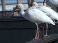 Flock of American White Ibis