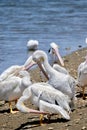 A flock of American white Pelican