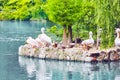 Flock of American White-Pelican's. Royalty Free Stock Photo