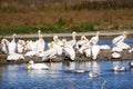 A flock of American white pelicans, Baylands Park, Palo Alto, San Francisco bay area, California