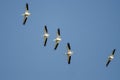 Flock of American White Pelicans Flying in a Blue Sky Royalty Free Stock Photo