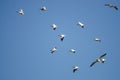 Flock of American White Pelicans Flying in a Blue Sky Royalty Free Stock Photo