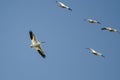 Flock of American White Pelicans Flying in a Blue Sky Royalty Free Stock Photo