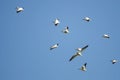 Flock of American White Pelicans Flying in a Blue Sky Royalty Free Stock Photo
