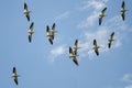 Flock of American White Pelicans Flying in a Blue Sky Royalty Free Stock Photo