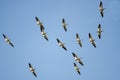 Flock of American White Pelicans Flying in a Blue Sky Royalty Free Stock Photo