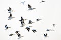 Flock of American White Pelicans Flying on a White Background Royalty Free Stock Photo