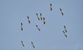 Flock of American White Pelicans Pelecanus erythrorhynchos in flight Royalty Free Stock Photo