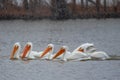 American White Pelican in Snow Royalty Free Stock Photo