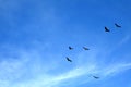 Flock of Andean Condors flying in the blue sky over Colca canyon in Arequipa region, Peru Royalty Free Stock Photo