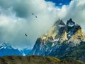 Flock of Andean condors flying Royalty Free Stock Photo