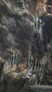 A flock of Angelfish and fishes near the underwater cliffs, a brown background