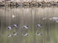 A flock of Anhingas fly over the water showing reflections.