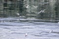 Flock of Arctic terns (sterna paradisaea) in flight hunting for