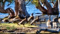 Flock of ashy-headed geese in the beach