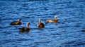 Flock of ashy-headed geese in lake Lacar