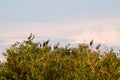 Flock of Asian Openbill Birds Anastomus oscitans Sitting on Tree at Thale Noi Waterfowl Reserve Lake, Thailand Royalty Free Stock Photo