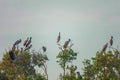 Flock of Asian Openbill Birds Anastomus oscitans Sitting on Tree at Thale Noi Waterfowl Reserve Lake, Thailand Royalty Free Stock Photo