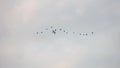 Flock of asian openbill stork anastomus oscitans birds flying in the sky