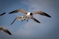 Flock of Atlantic gulls (Leucophaeus atricilla) in flight against fluffy white clouds