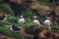 Flock of Atlantic puffin bird living on the cliff by coastline in north atlantic ocean during summer at Borgarfjardarhofn