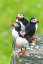 Flock of Atlantic puffins on a cliff