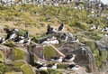 Flock of Atlantic Puffins nesting on the cliffs on The Farne Islands Royalty Free Stock Photo