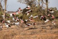 Flock of Galah`s