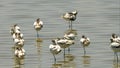 Flock avocet sleeping at a lake edge in serengeti Royalty Free Stock Photo