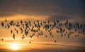 Flock of Avocets in flight